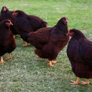 Hatchery Choice Bantam Female Deal – 10