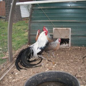 Silver Duckwing Phoenix Bantam
