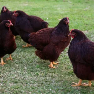 Rhode Island Red Bantam