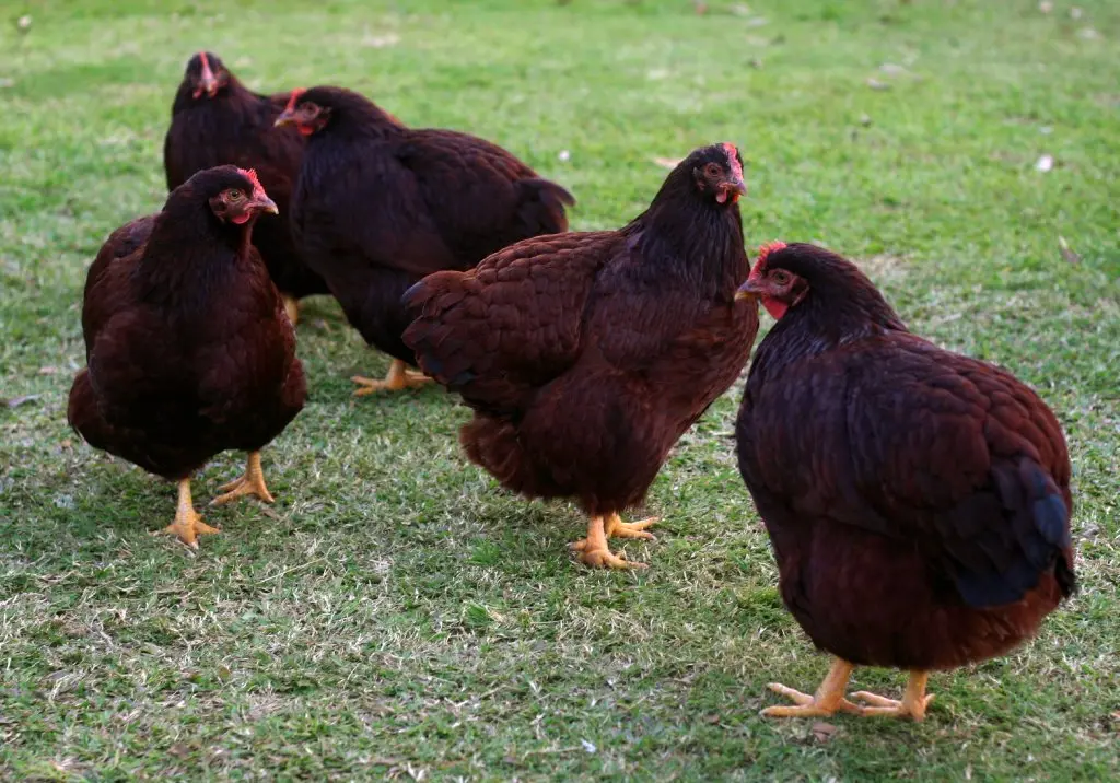 Rhode Island Red Bantam