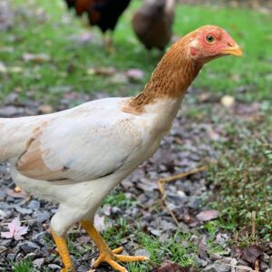 Saipan Chicken