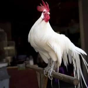 White Phoenix Standard Chicken