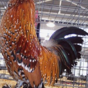 Mille Fleur d’Uccle Bantam