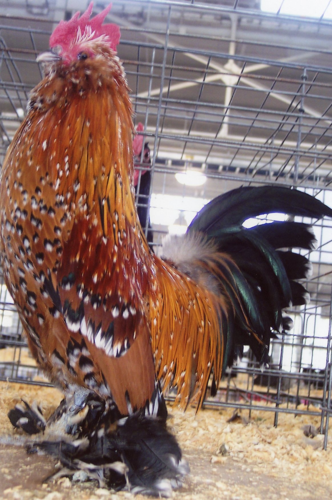 Mille Fleur d’Uccle Bantam