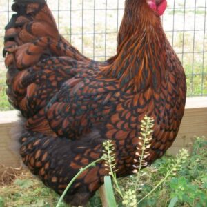 Black Laced Red Wyandotte Chicken