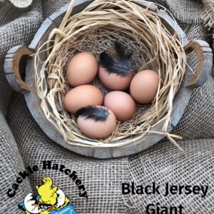 Black Jersey Giant Chicken