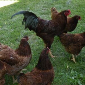 Buckeye Chicken