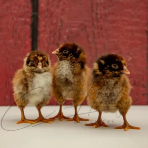 Barnevelder Chicken