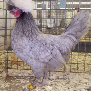 Blue Polish Chicken