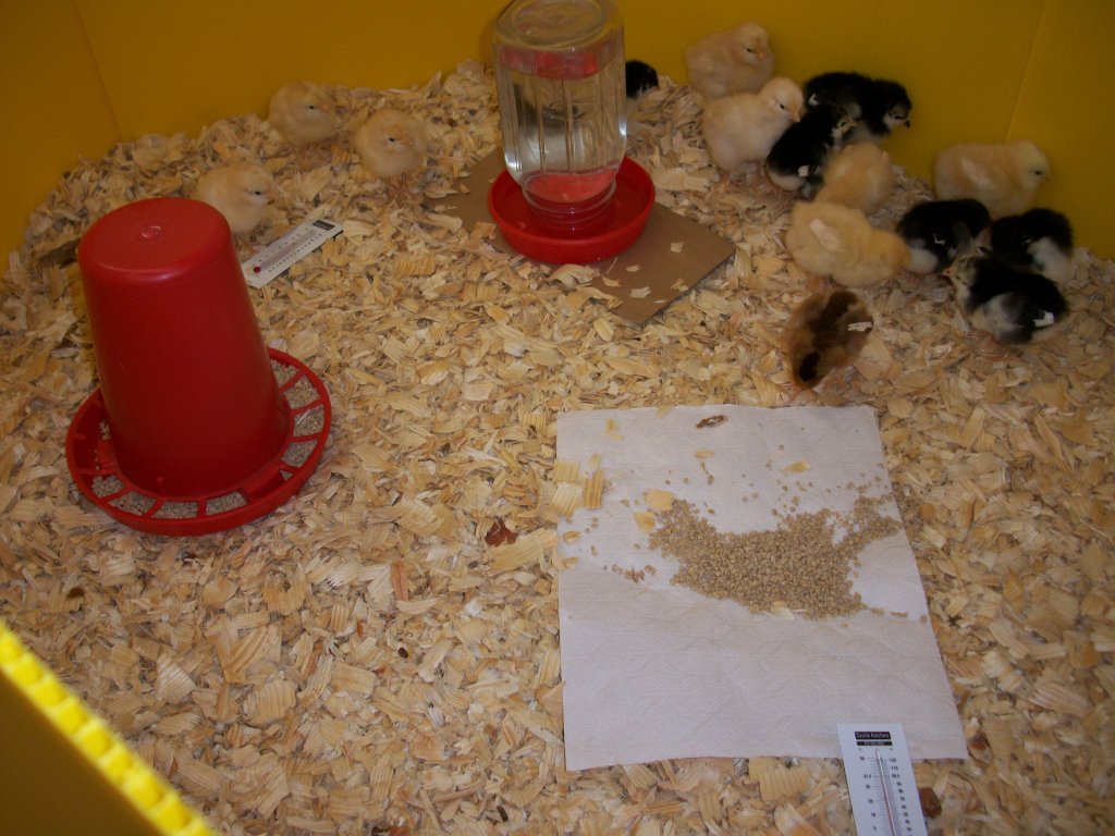 Screw On Plastic Base for Quart Jar Waterer