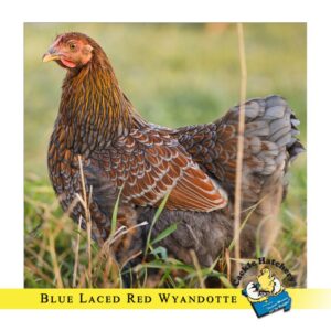 Blue Laced Red Wyandottes