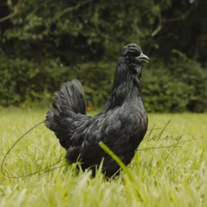 Crazy Cackle Zombie Chicken