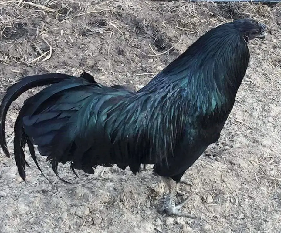 Black Sumatra Chicken