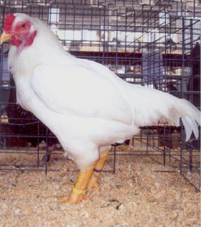 Cornish Bantams