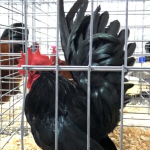 Black Japanese Bantam