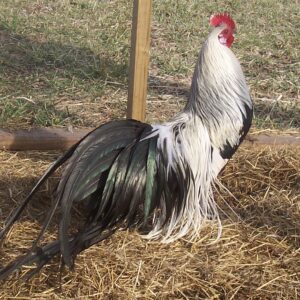 Silver Duckwing Phoenix Bantam