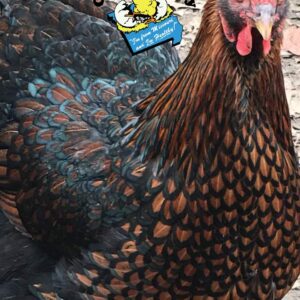 Black Laced Golden Wyandotte Chicken