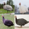 Hatchery Choice Guinea