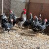 Swedish Flower Hen