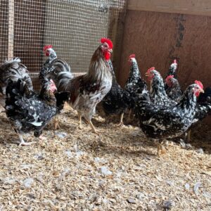 Swedish Flower Hen