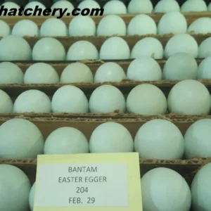Easter Egger Bantam