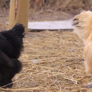 Silkie Bantam Special