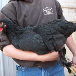 French Black Marans Chicken
