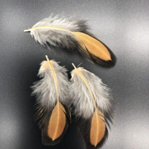Black Laced Golden Wyandotte Chicken