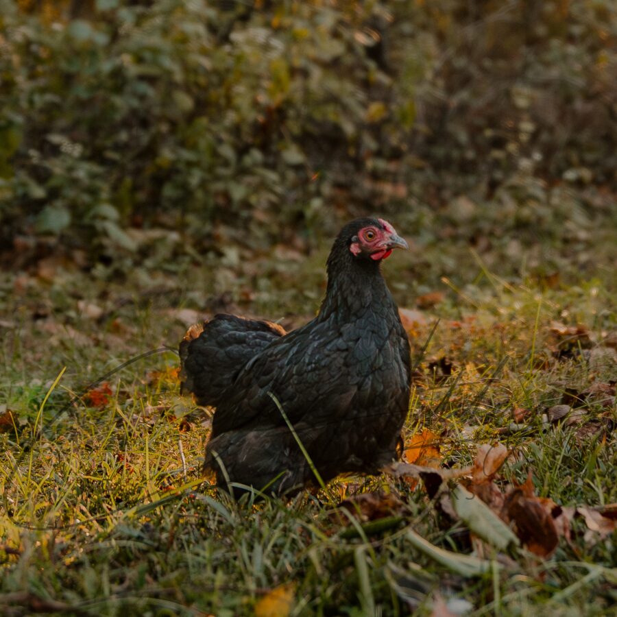 Black Wyandotte Bantam