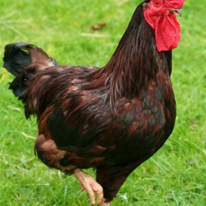 Production Red Chicken
