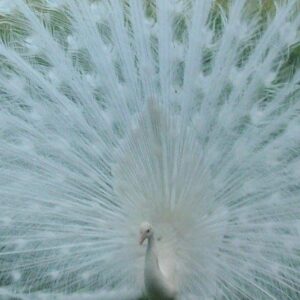 Assorted Peafowl Chicks