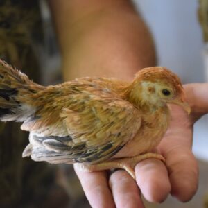 Wheaten Old English Game Bantam