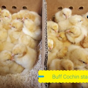 Buff Cochin Standard Chicken