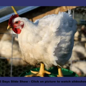 Jumbo Cornish Cross Chicken