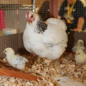 Columbian Rock Bantam