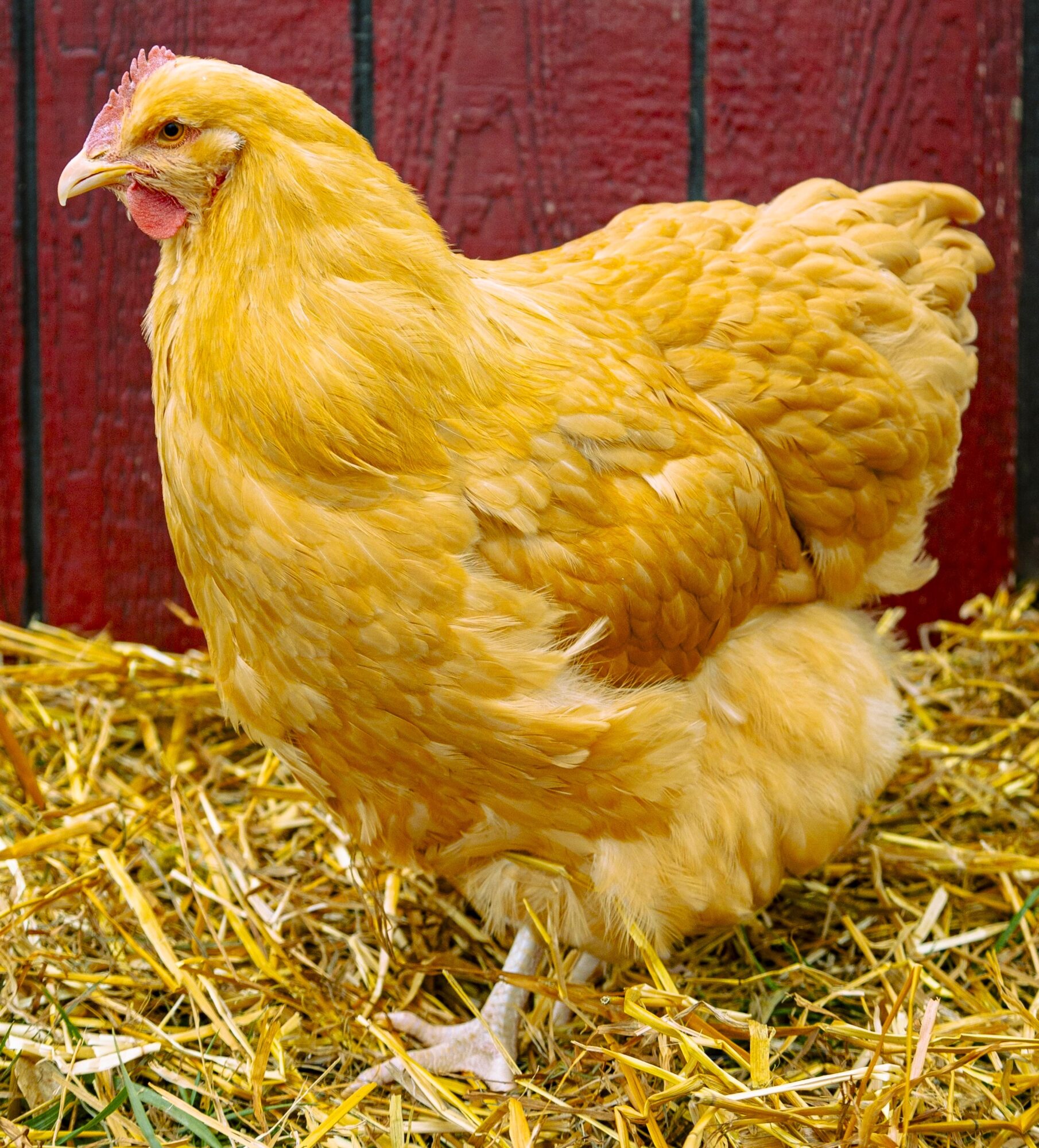 Buff Orpington Exhibition Type