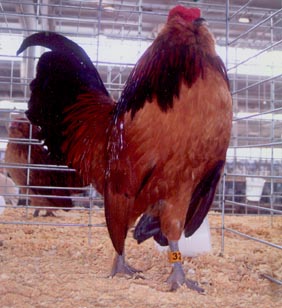 Quail Belgian Bearded d’Anver Bantam