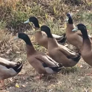 Khaki Campbell Duck