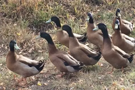 Khaki Campbell Duck