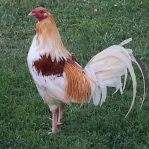 Red Pyle Standard Old English