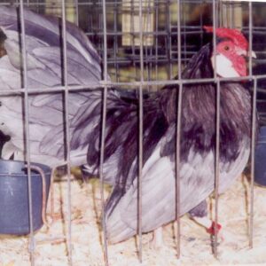 Blue Rosecomb Bantam