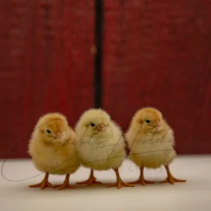 Golden Comet Chicken