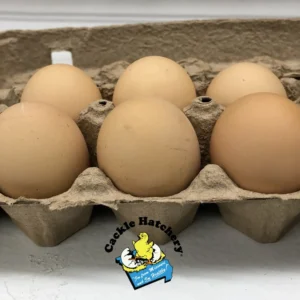 Silver Laced Wyandotte Chicken (Exhibition Type)