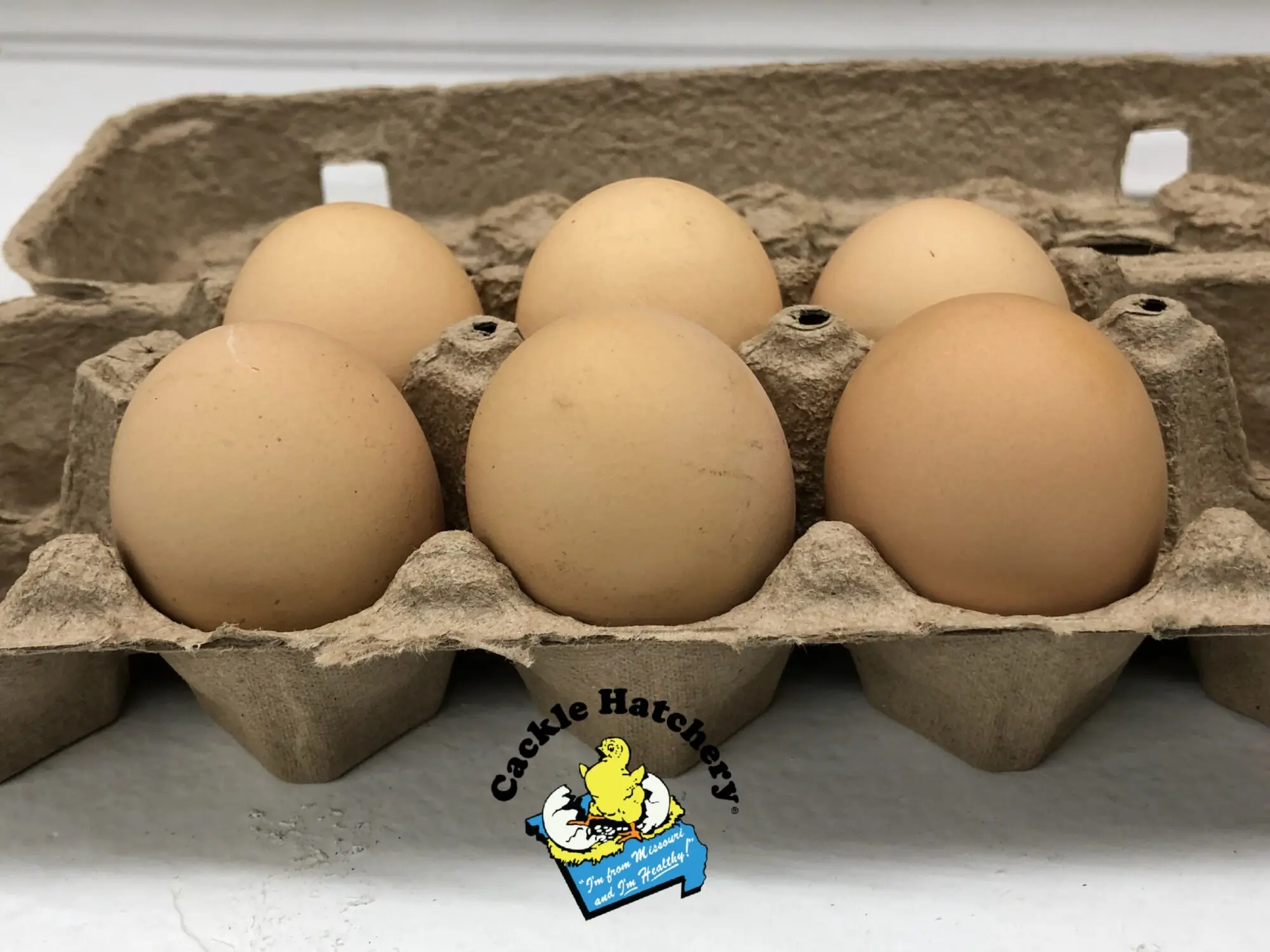 Silver Laced Wyandotte Chicken (Exhibition Type)
