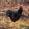 Black Laced Red Wyandotte Chicken