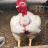 Pioneer Broiler