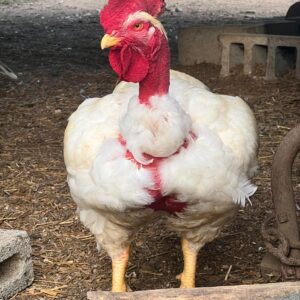 Pioneer Broiler