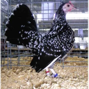 Spangled Old English Game Bantam