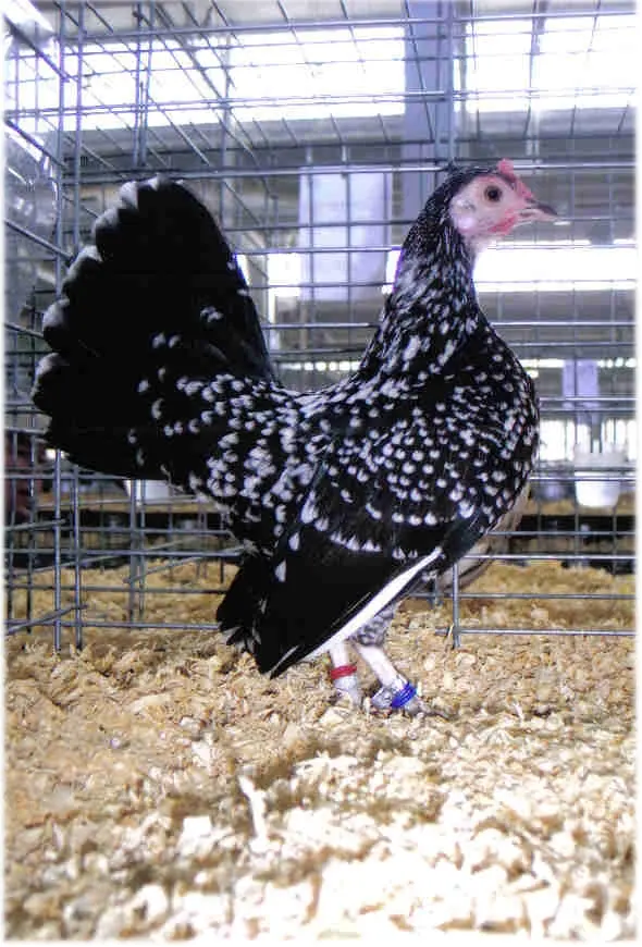 Spangled Old English Game Bantam