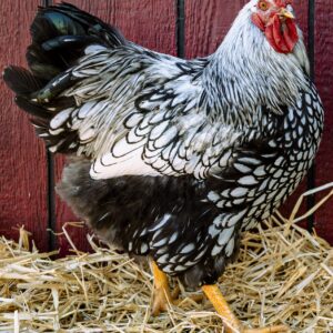 Silver Laced Wyandotte Chicken (Exhibition Type)